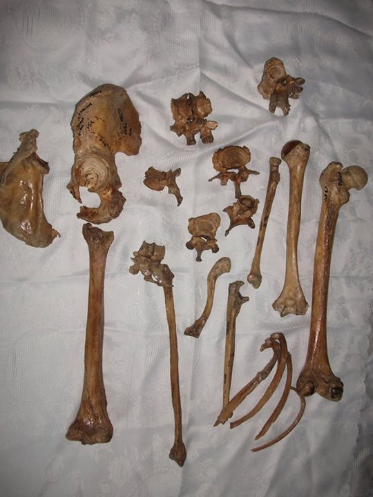 Studenții preferă oasele naturale