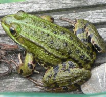 Vocaliștii din fîntînă