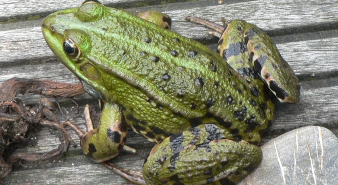 Vocaliștii din fîntînă