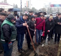 După trei ani teii s-au întors pe bulevardul Ștefan