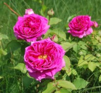 Trandafiri electorali