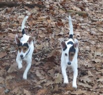 Cățelul care trăiește veșnic