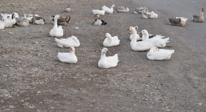 Parada gîștelor de sub arcul de coceni