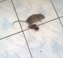 Șobolanii invadează căminele de la Cuza