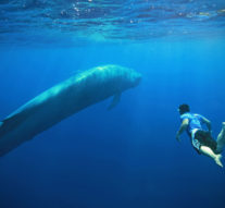 „Balena albastra”, din Rusia, în oceanul presei europene