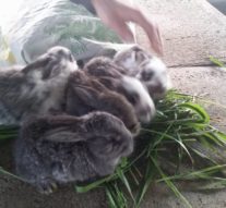 Iepurele, cît kilu’ de gîscan