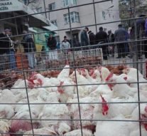 Incubatorul de mutanți înaripați