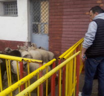 Cu mielu-n traistă, în oraşul animalelor