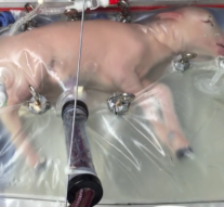 Miei crescuți la pungă