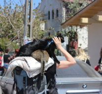 S-au predat așternuturile!