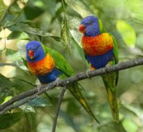 Somnoroase păsărele, prin Carpați nu se avîntă