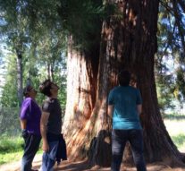 Copacul care a trecut oceanul într-un baston