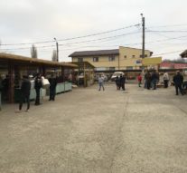 Două pisici și-o curte plină de „orătănii”