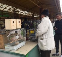 Punguța cu doi bani din Dacia