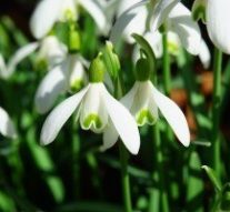 Femeile care aduc luna martie