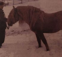 Singurii cai care pasc iarna