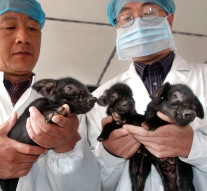 Clone pe bandă rulantă